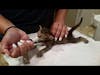 Kitten Being Fed By Syringe