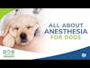 All About Anesthesia for Dogs | Tasha McNerney CVT