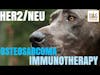 HER2/neu Osteosarcoma Immunotherapy │ Dr. Sue Ettinger Q&A