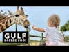 MUST SEE! Gulf Breeze Zoo in Florida!