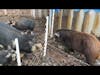 Introducing and Breeding Pigs for the First Time Pt. 4 of 7
