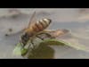 Water Collectors   a necessary but mundane job in the honey bee world