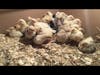 Mixed Flock: Old English Bantam Easter Egger Chicks