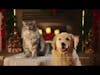 Harper the Dog and Schmagel the Cat's Connecticut Lottery Holiday Commercial