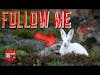 Follow the White Rabbit!