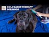 Cold Laser Therapy for Dogs: Does It Work? | Dr. Dressler Q&A