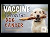 Early Dog Cancer Prevention and Vaccine Trials | Dr. Demian Dressler Q&A