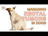 Managing Rectal Tumors in Dogs │ Rewind with Dr. Demian Dressler and Dr. Sue Ettinger