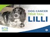 Dog Cancer True Tail: Lilli | John Mcleish