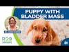 Puppy with Bladder Mass: What Now? | Dr. Lauren Barrow