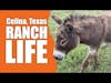 Celina Texas Ranch Life With Cadillac & Laredo