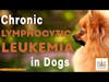 Chronic Lymphocytic Leukemia in Dogs │ Dr. Demian Dressler Q&A