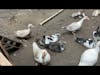 Muscovy Ducks at Briden Farm