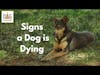 Signs a Dog is Dying: A Vet Reveals What Your Dog May Be Experiencing | Dr. Demian Dressler Q&A