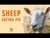 Sheep Eating Pie