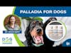 Palladia for Dogs | Dr. Megan Duffy