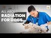All About Radiation for Dogs | Jenny Fisher