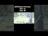 Russian Jumping Yeti Bigfoot Sighting Video Almasty #shorts