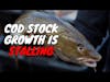 Northern Cod Stocks Growth Stalling: What You Need to Know