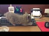Gray Kitten Sends an Email