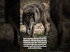 Don’t get caught by the wolf #SpiritualWarfare #Bible #Jesus #DemonSlayer￼