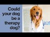 Does Your Dog Have What It Takes to be a Therapy Dog?