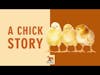 MSA24 002 A Chick Story
