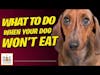 Dog Won't Eat? What To Do | Dr. Sue Ettinger Deep Dive