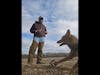 Coyote trapping with Aj Arvin