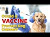 Could a Vaccine Prevent Dog Cancer? │ Dr. Nancy Reese Q&A
