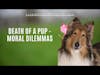 Moral Dilemmas And The Death Of A Pup - Live Well & Flourish