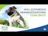 Will Cutaneous Hemangiosarcoma Come Back? Q&A | Dr. Brooke Britton