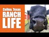 Celina Texas Real Estate Ranch Life 2