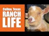 Celina Texas Ranch Life Feeding Huck And Tom