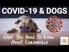 COVID-19 & Dogs: What You Need to Know About Coronavirus │ Dr. Nancy Reese Deep Dive