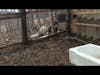 Training the Pigs to Eat from Their New Trough (Part 2)