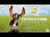 FETCH a Cure: Financial Help for Dog Cancer | Joanne Silverman Deep Dive