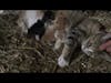 New Kittens and Mom, Willow, at Briden Farm