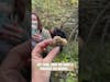 White #Truffle Hunting in Le Marche, #Italy 🇮🇹 #travelitaly #travel #shorts