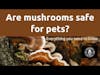 Are mushrooms safe for pets? Everything you need to know!