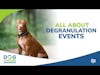 All About Degranulation Events | Dr. Brooke Britton