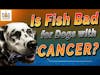 Fish Bad for Dogs with Cancer? │ Dr. Demian Dressler Q&A