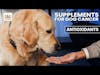 Antioxidants for Dogs with Cancer [CLIP] | Dr. Demian Dressler Deep Dive
