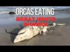 Why Orcas Are Eating Great White Sharks