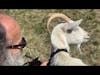 Singing Goat: Snowball Sings While Being Milked