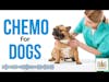Chemotherapy for Dogs Demystified | Dr. Sue Ettinger Deep Dive