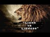 Lions Vs Lioness