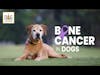 Dog Bone Cancer – Symptoms & Amputation & Treatments | Dr. Demian Dressler Q&A