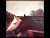 Sedona Horse Medicine #breakthroughcoaching #sedona #truenorth #privateretreats