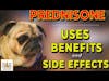 Prednisone for Dogs - Uses, Benefits, and Side Effects | Dr. Tammy Powell Deep Dive